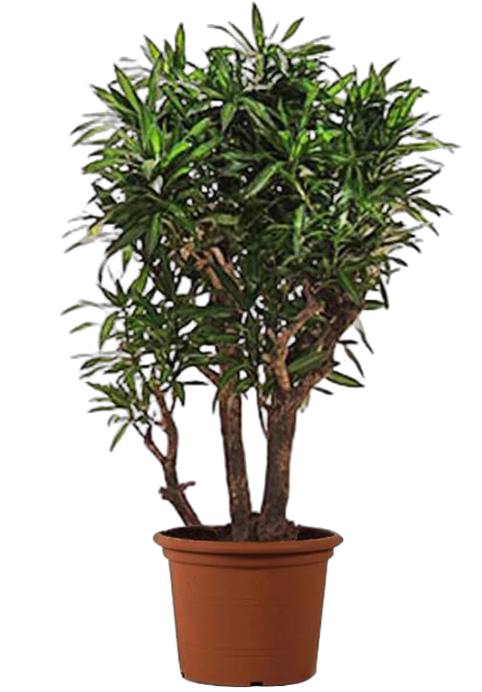 Драцена Рефлекса Сонг оф Ямайка куст - Reflexa Song of Jamaica D30 H110