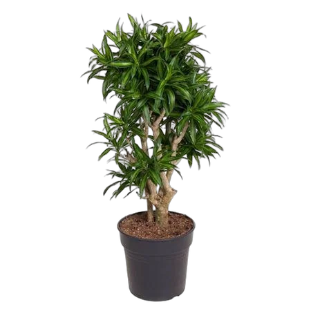 Драцена Рефлекса Сонг оф Ямайка бранч D31 H110