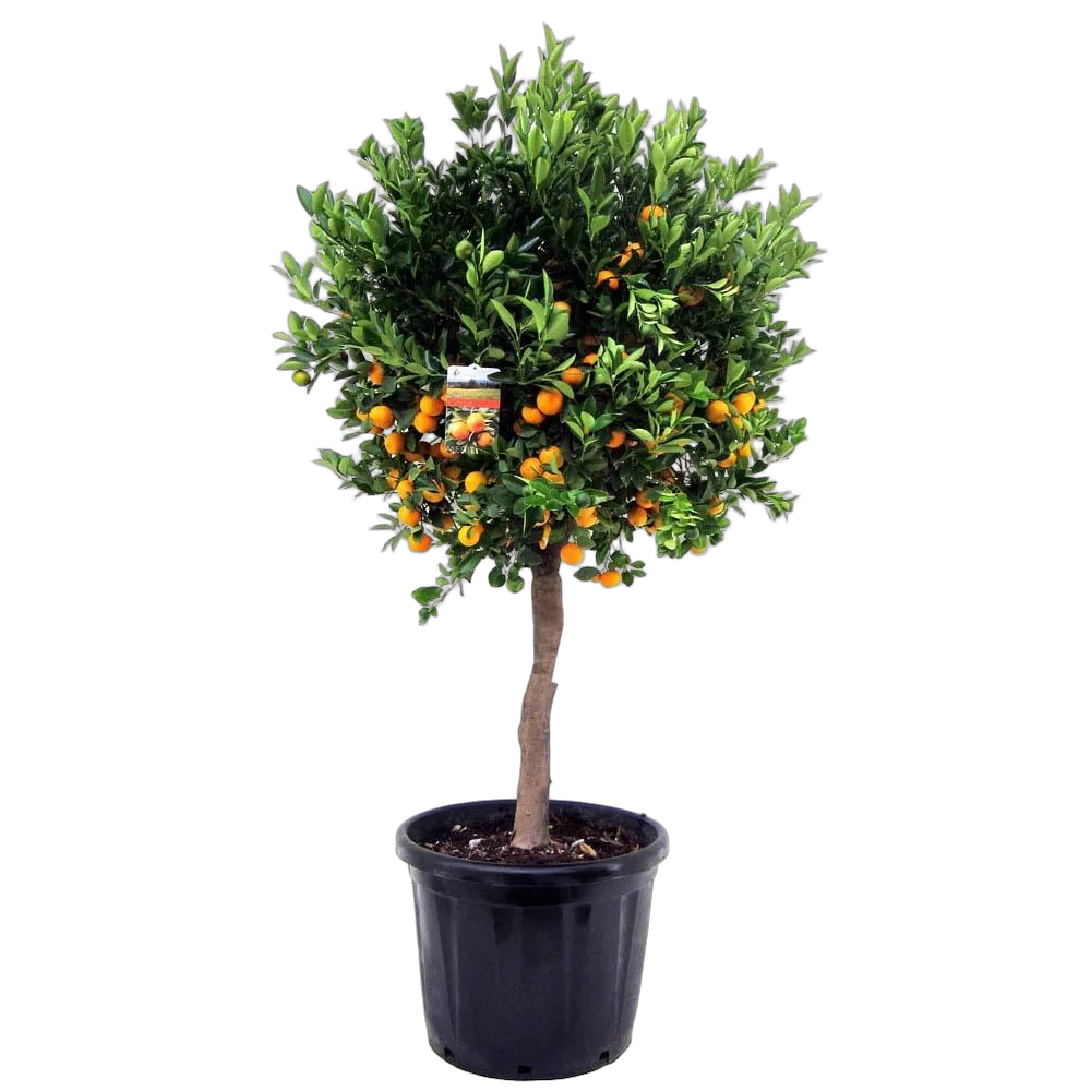 Мандарин 90 см