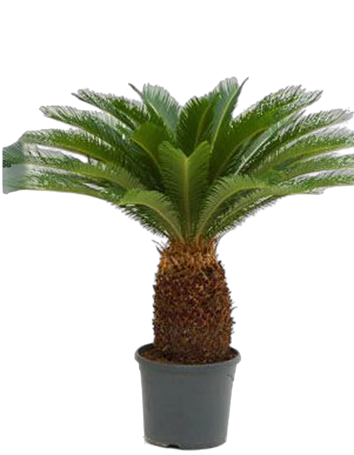Пальма Цикас революта - Cycas revoluta D35 H120