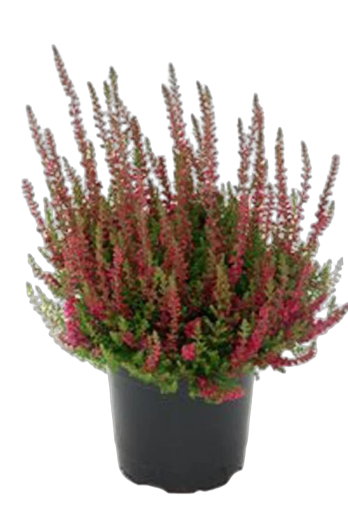 Вереск Каллуна красный - Calluna D12 H20