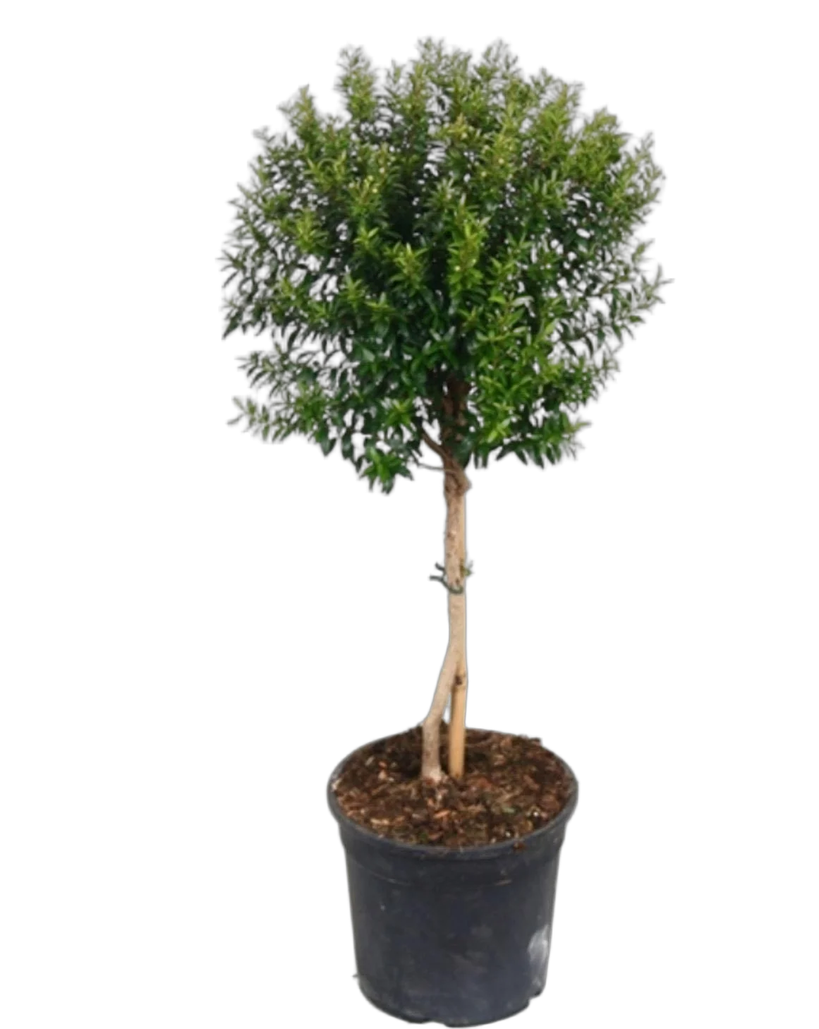 Мирт - Myrtus D24 H100