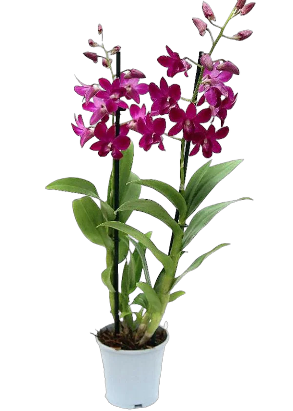 Дендробиум фаленопсис 'Sa-Nook' - Dendrobium phalaenopsis D12 H40