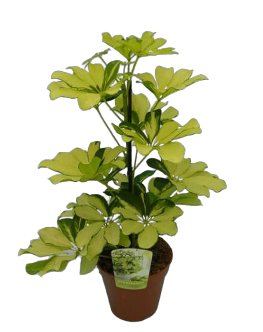 Шеффлера Мелани - Schefflera Melanie D20 H60