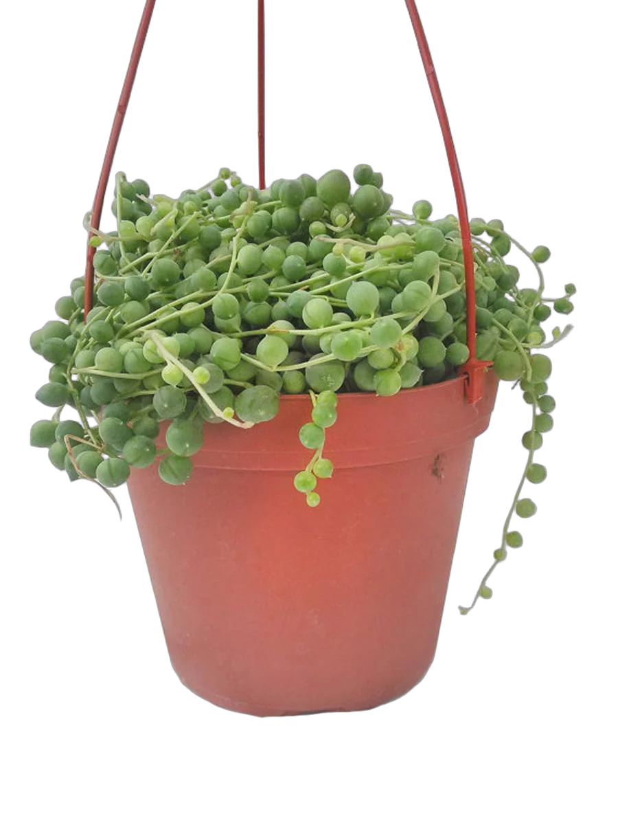 Крестовник Рощлеянус (крестовник Роули)- Senecio Rowleyanus Hanging D10 H20