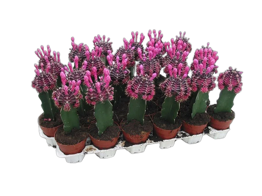 Гимнокалициум Михановича пурпурный - Gymnocalycium D5 H15