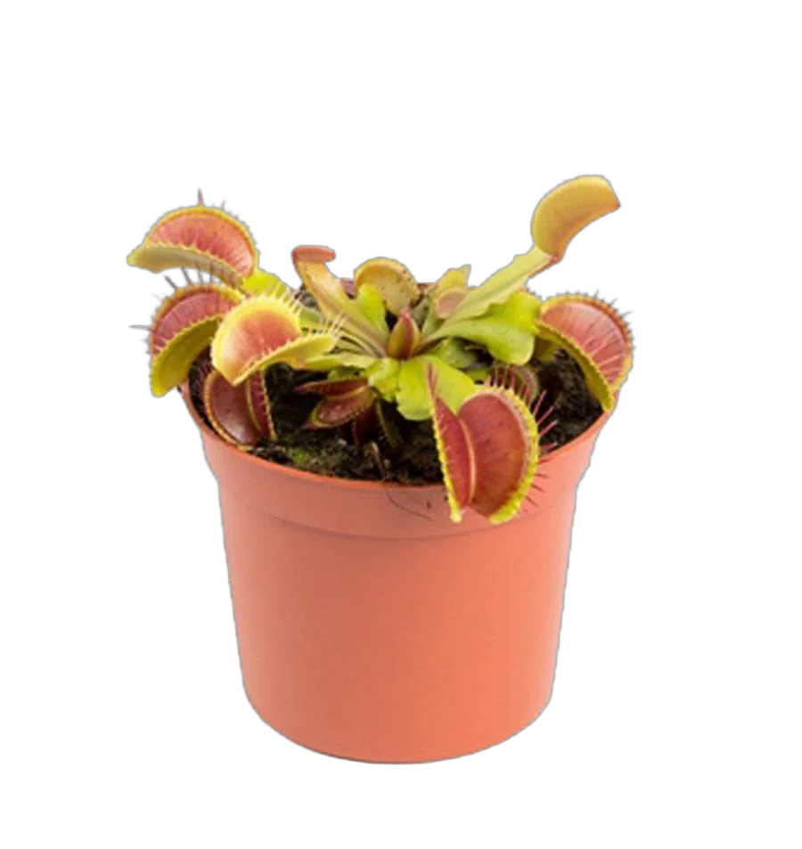 Венерина мухоловка — Dionaea Muscipula D9 H12