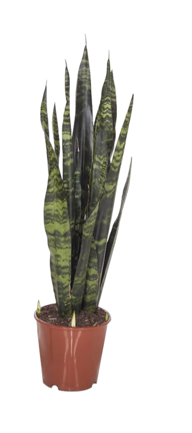 Сансевиерия Трехполосая - Sansevieria trifasciata Masion Gong D20 H95
