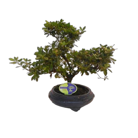 Цветущий бонсай Азалия D20 H30