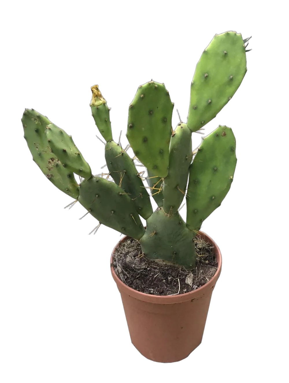 Опунция зеленоватая - Opuntia chlorotica D17 H40