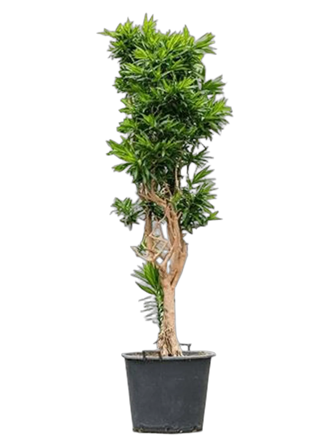 Драцена Рефлекса Сонг оф Ямайка D45 H200