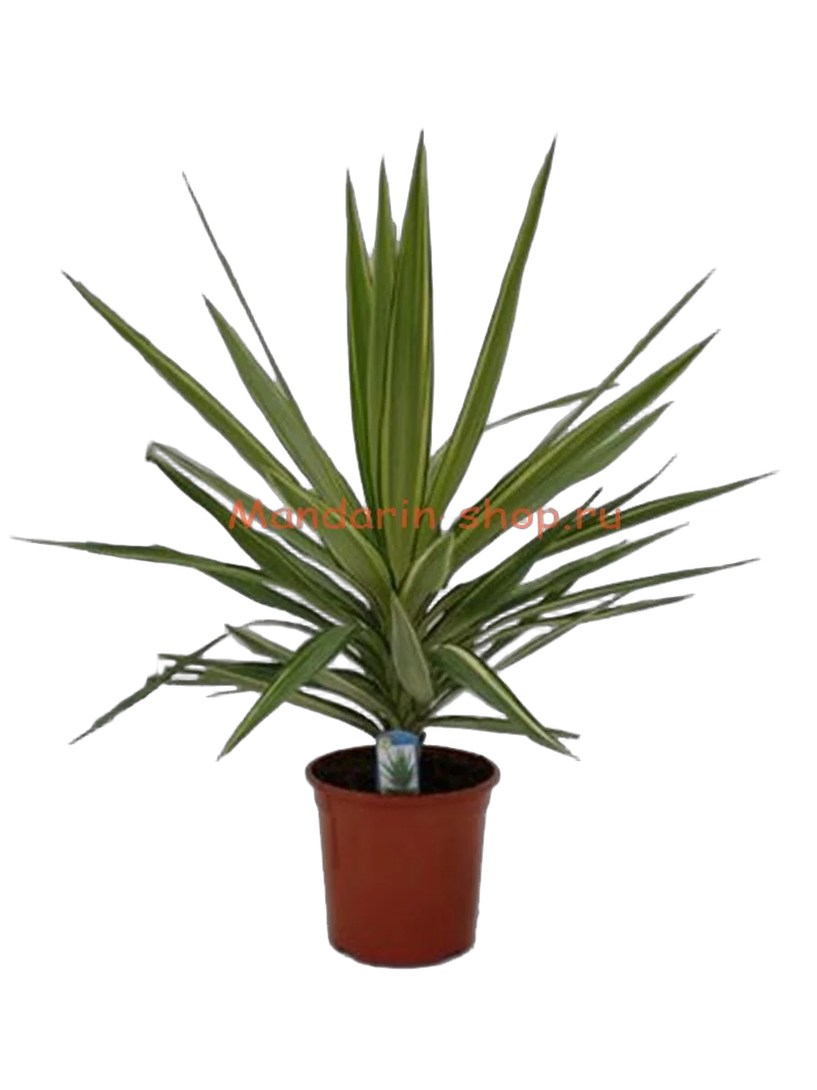Пальма Юкка слоновья нога - Yucca elephantipes 'Jewel' D21 H75