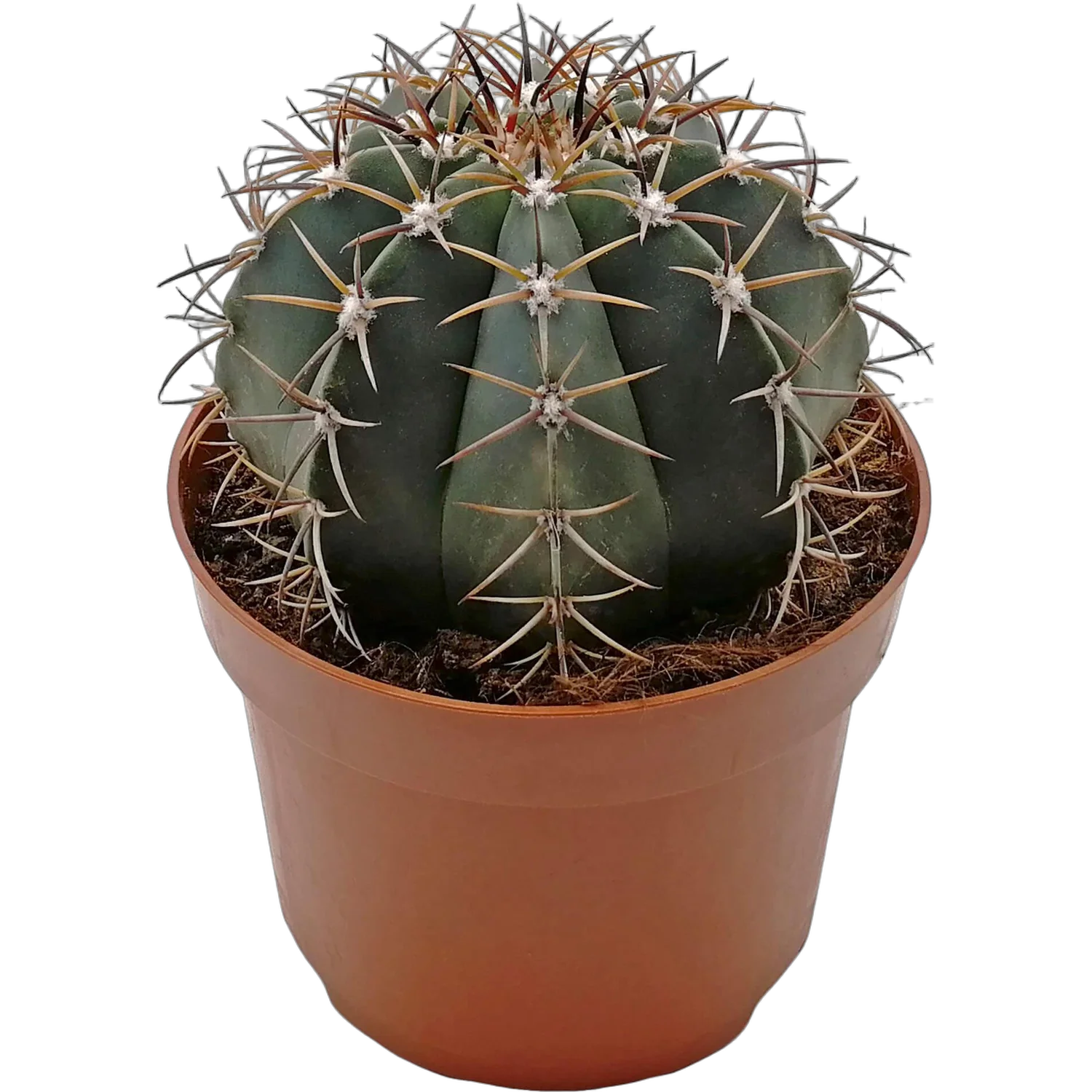 Ферокактус Форда - Ferocactus fordii D17 H25