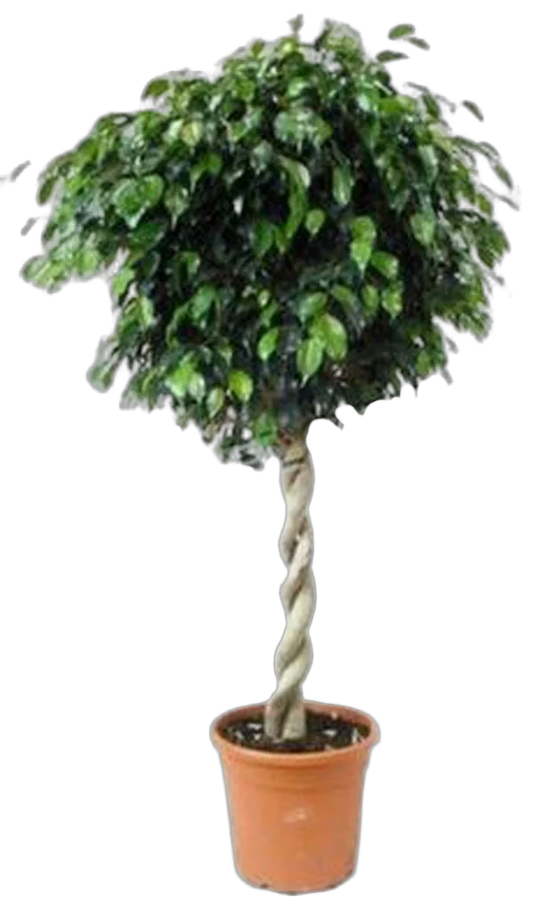 Фикус Бенджамина Даниэль - Ficus benjamina Danielle D40 H150