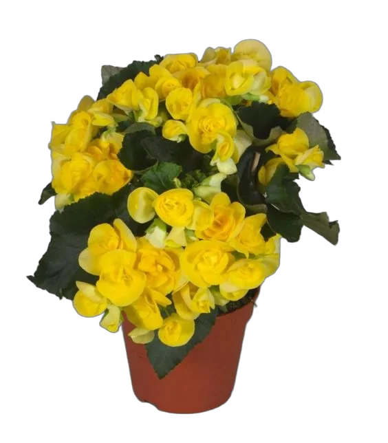 Бегония Ребекка желтая - Begonia Elatior Hf Rebecca D18 H35