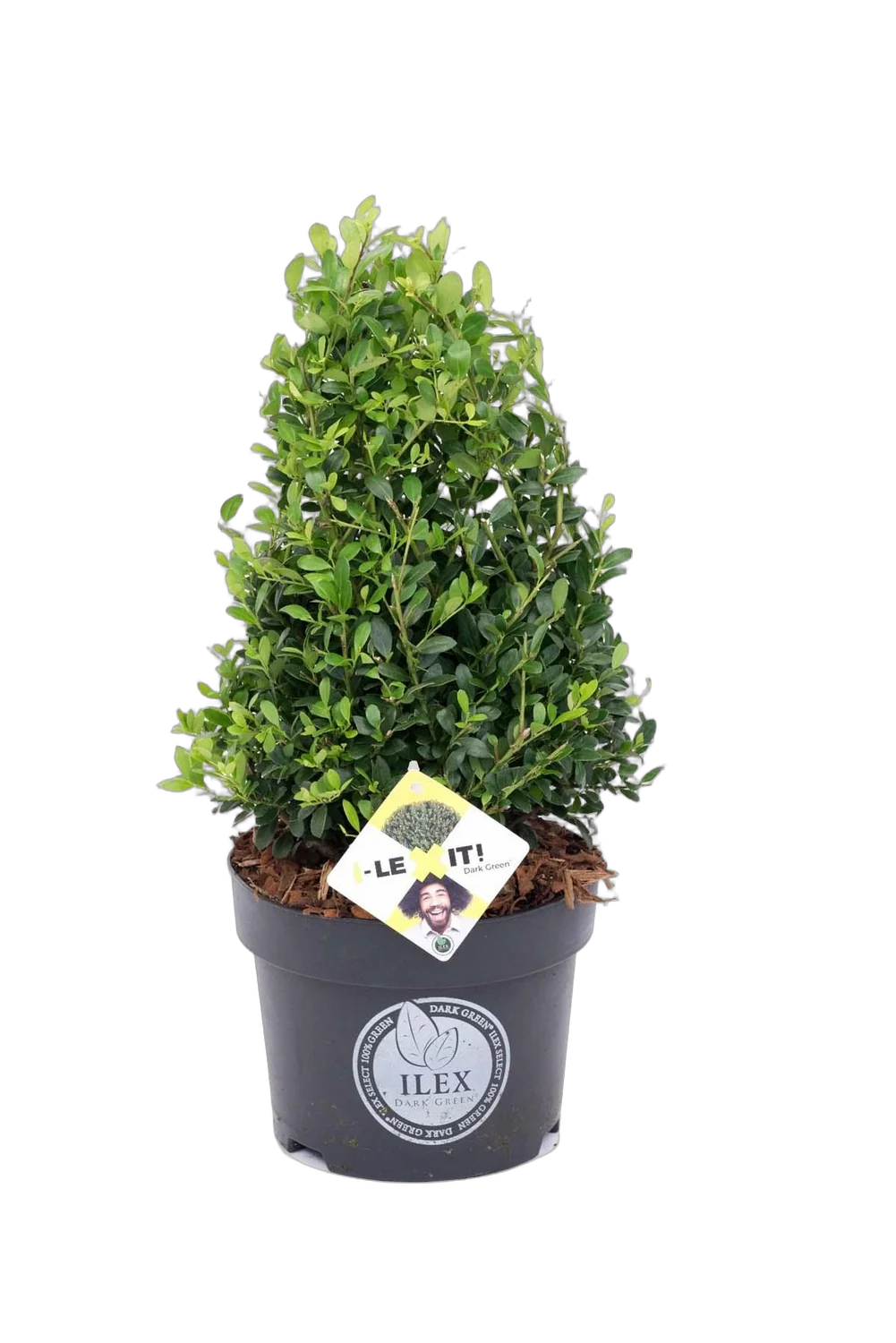 Падуб городчатый - Ilex crenata 'Dark Green' D21 H30