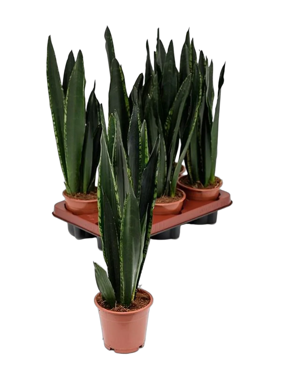 Сансевьерия франциза  - Sansevieria francisii  H80