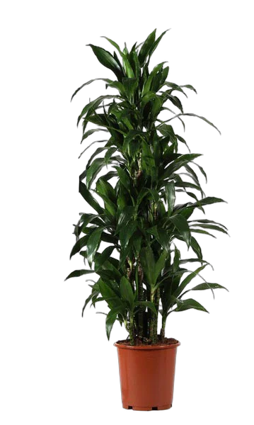Драцена Джанет Крэйг куст - Dracaena deremensis "Janet Craig" D27 H150