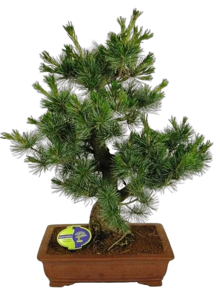 Бонсай Сосна - Bonsai Pinus D35 H70