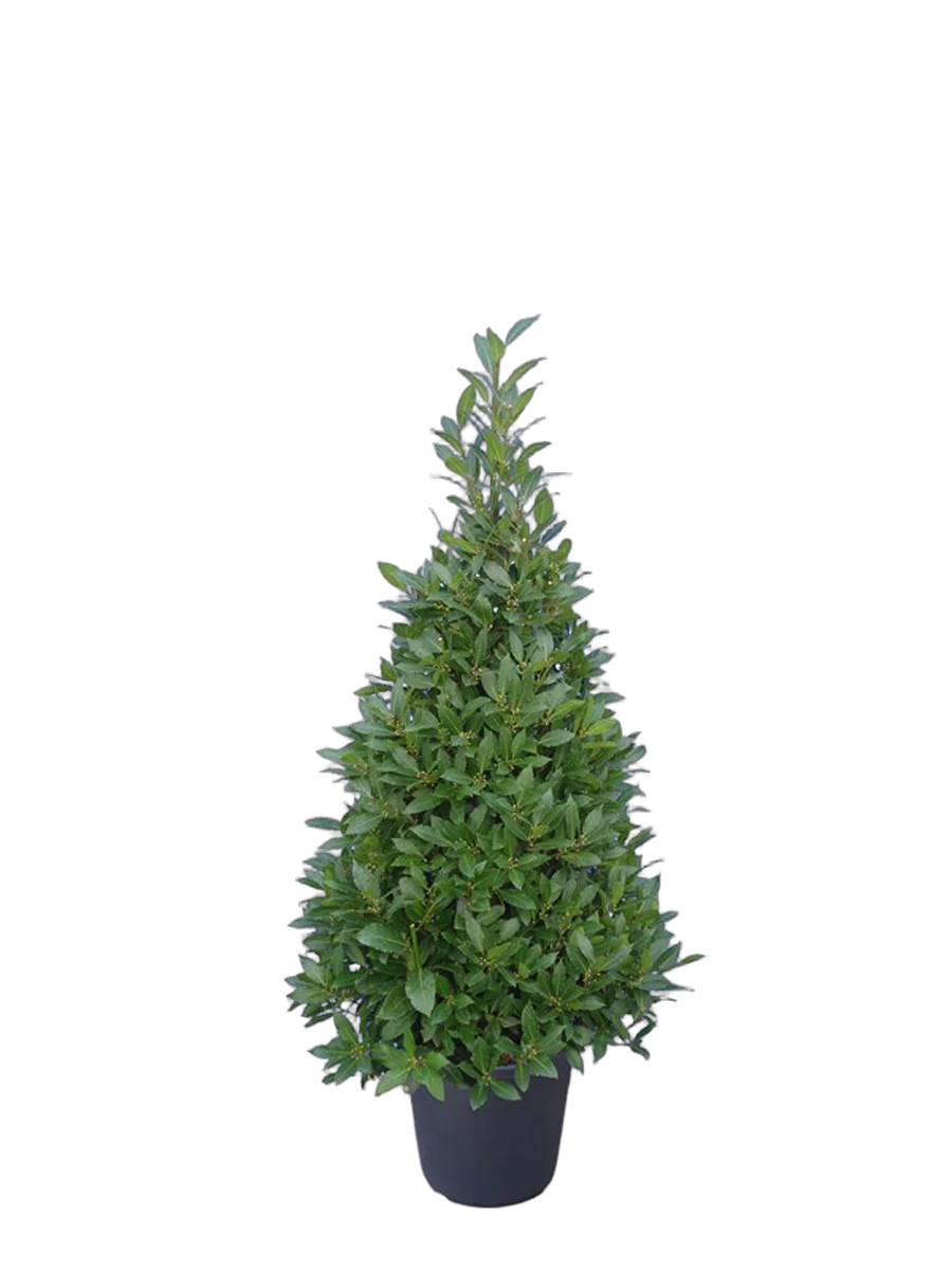 Лавр благородный пирамида - Lurus nbilis D25 H150