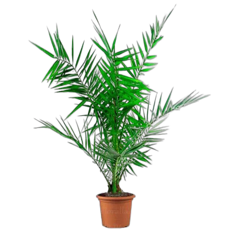 Пальма Финик Канарский - Phoenix canariensis D15 H60