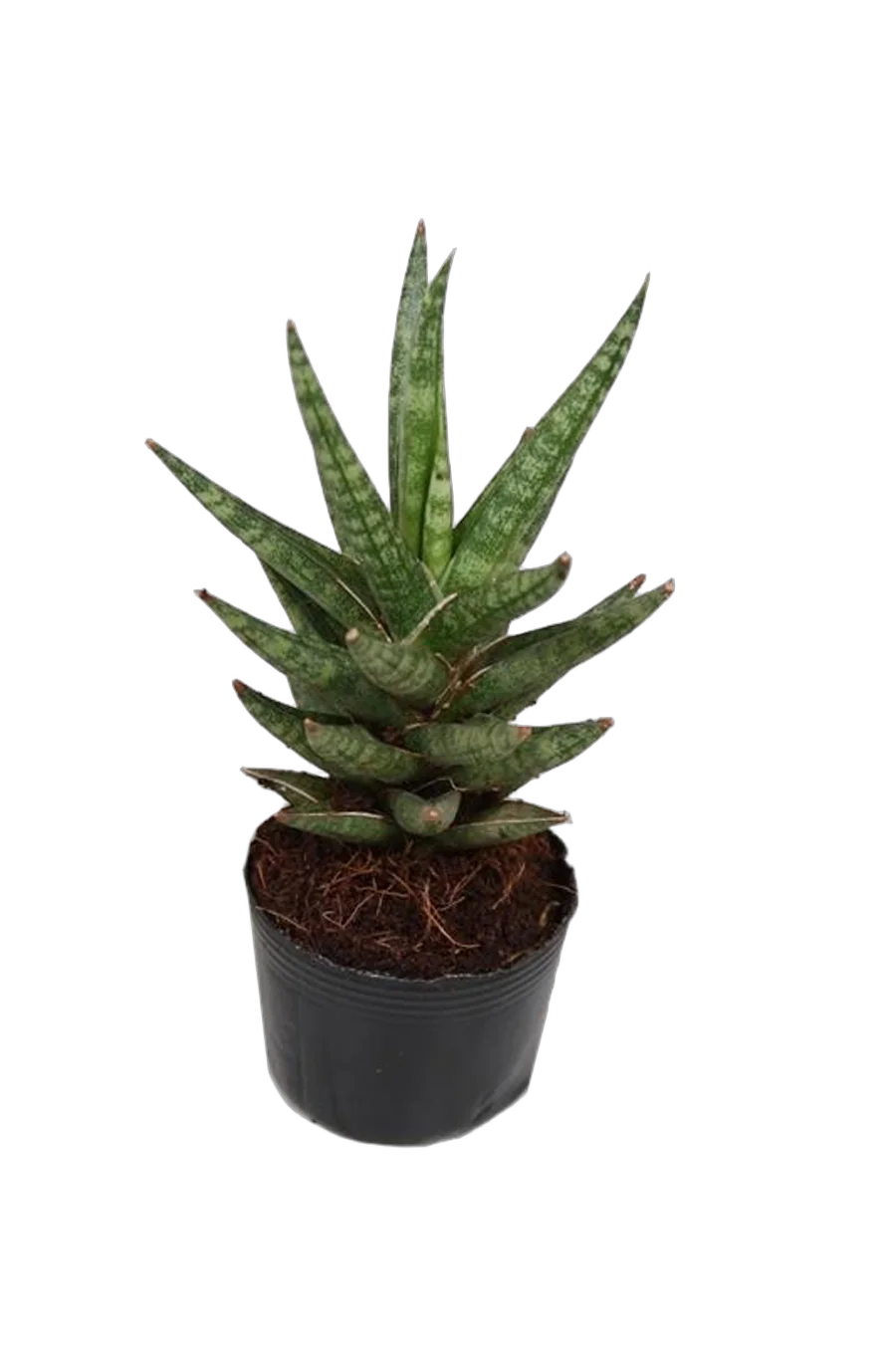 Сансевьерия франциза - Sansevieria francisii D10 H20