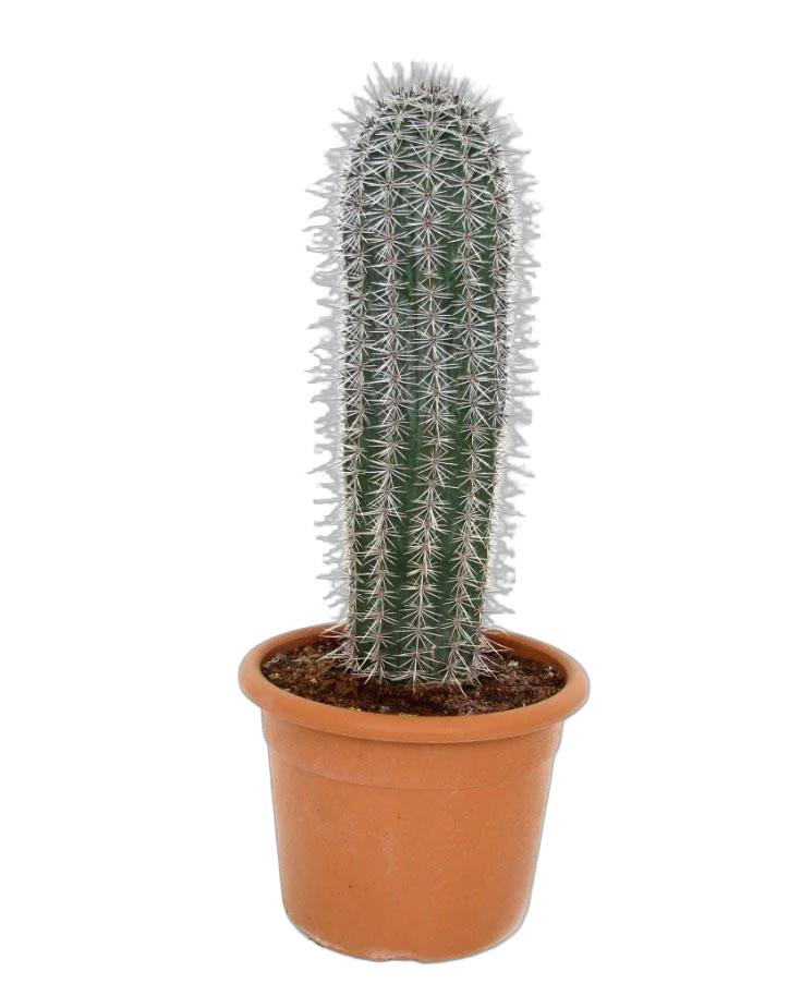 Пахицереус Прингля - Pachycereus pringlei D26 H80