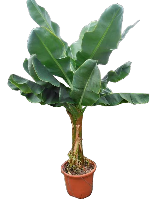 Банановая пальма Муса D55 H250