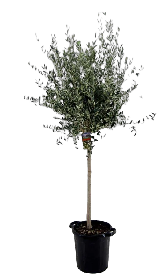 Оливковое дерево, маслина европейская - Olea europaea D40 H210