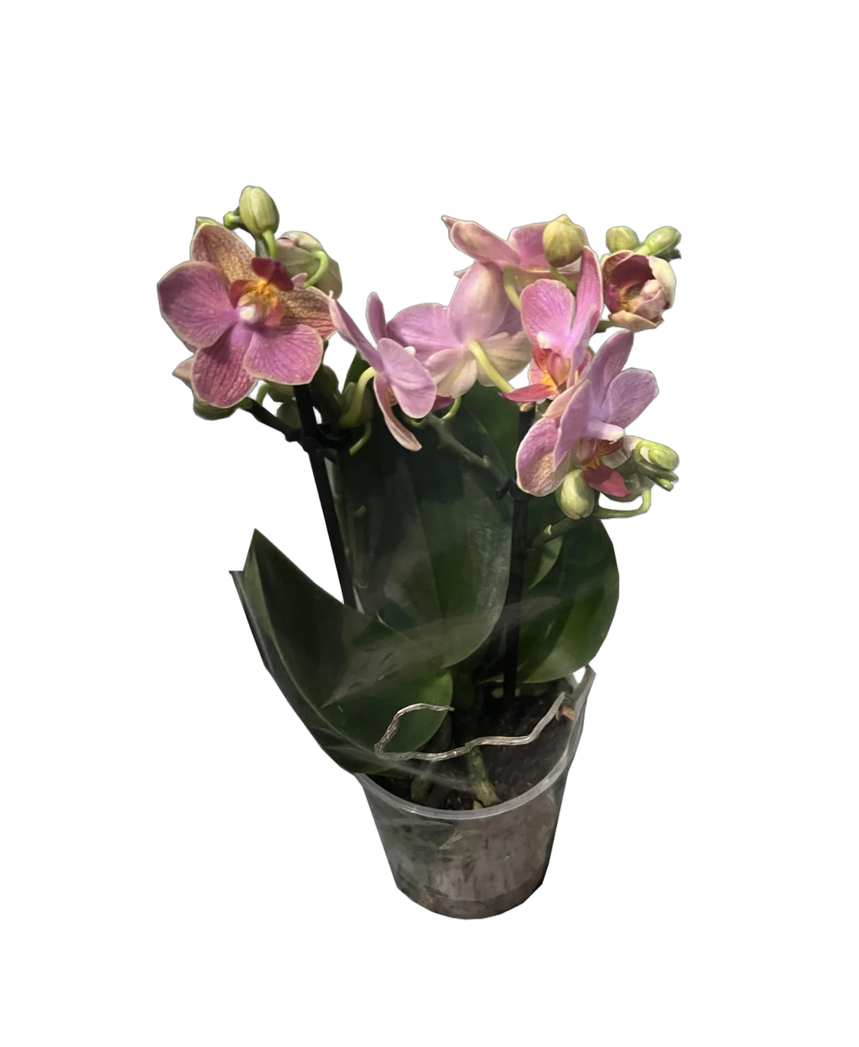 Фаленопсис мини 3 цветоноса - Phalaenopsis D9 H20
