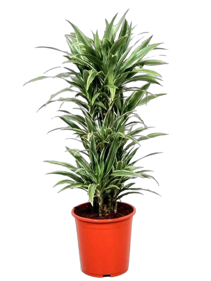 Драцена Варнески куст - Dracaena Warneckei D30 H140