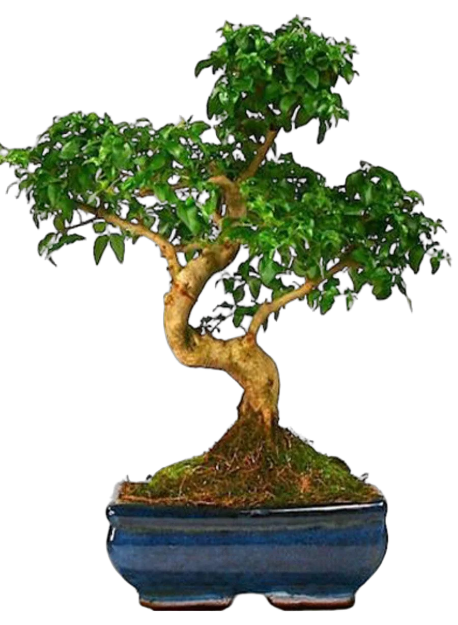Бонсай Бирючина D20 H30