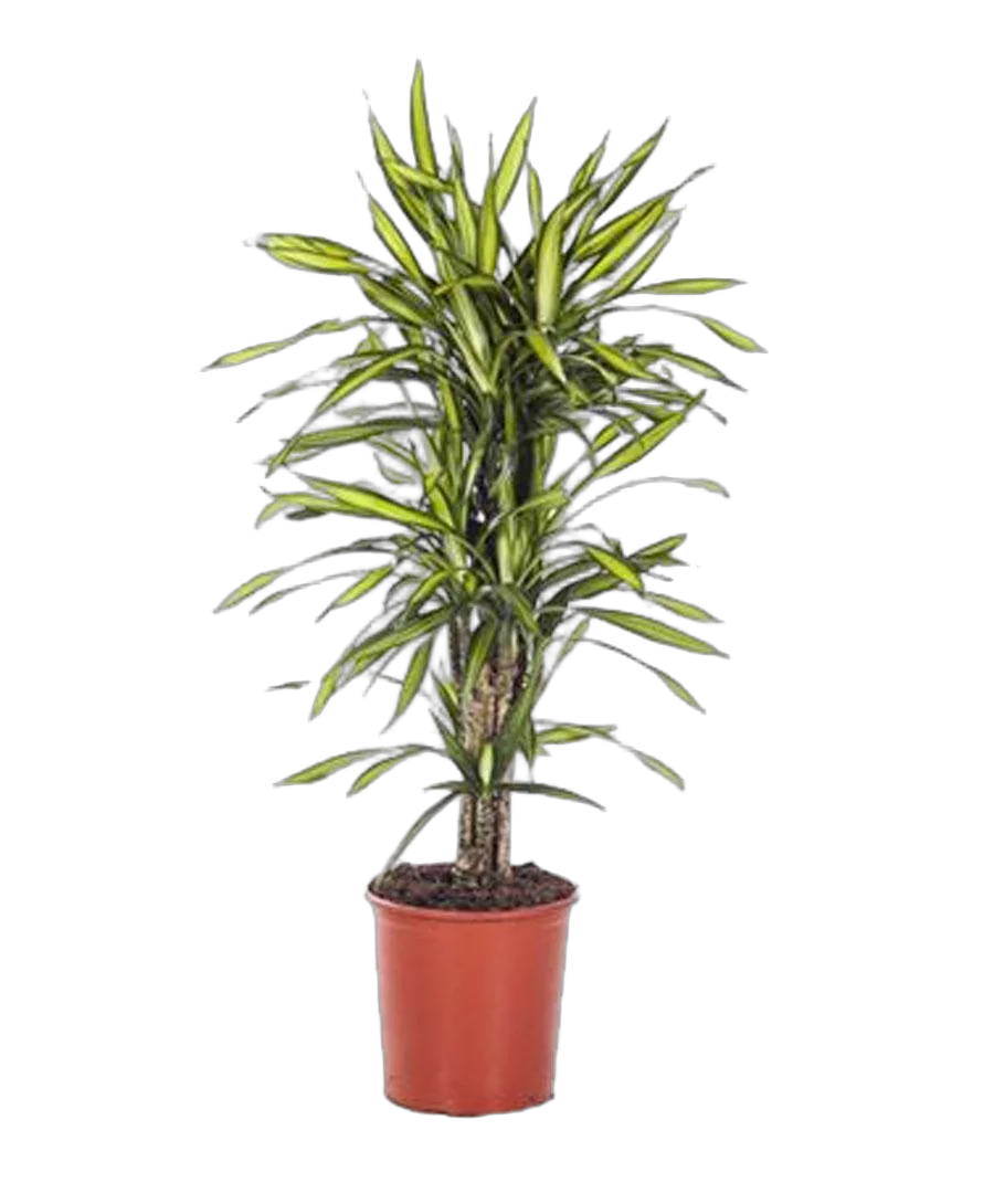 Драцена душистая Рики бранч - Dracaena fragrans Riki Branched D27 H110