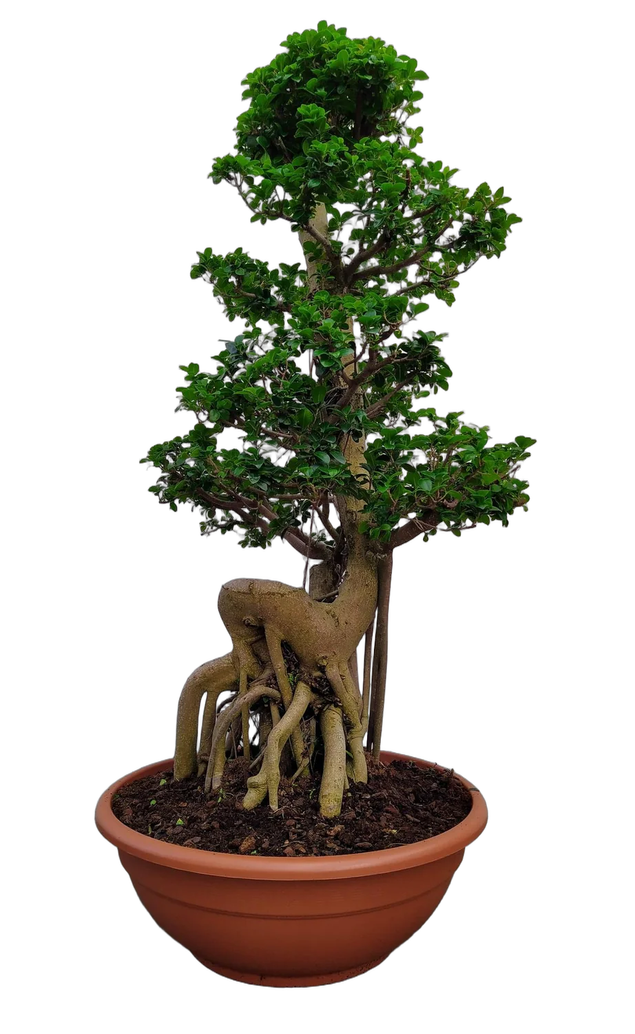 Бонсай Фикус Микрокарпа - Bonsai Ficus microcarpa D80 H210