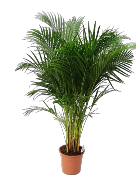 Пальма Арека D21 H120