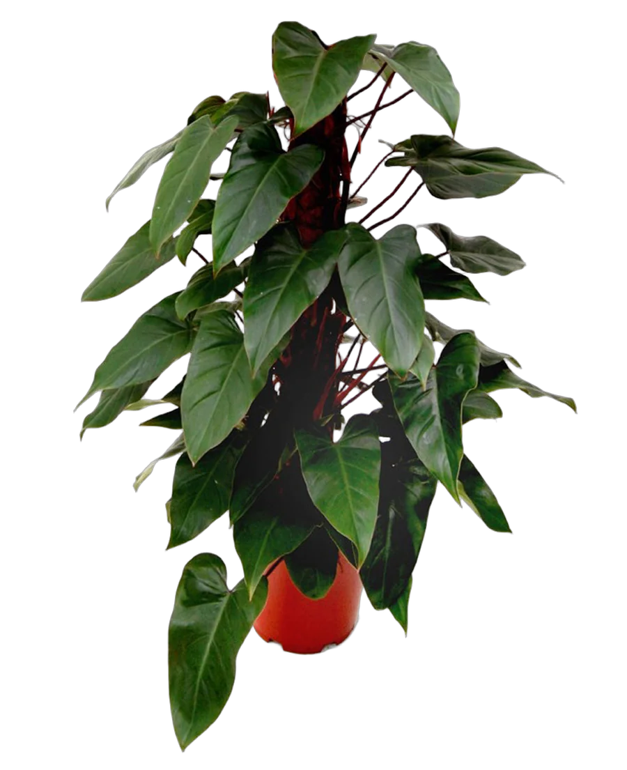 Филодендрон Ред Эмеральд - Philodendron Red Emerald  D25 H100