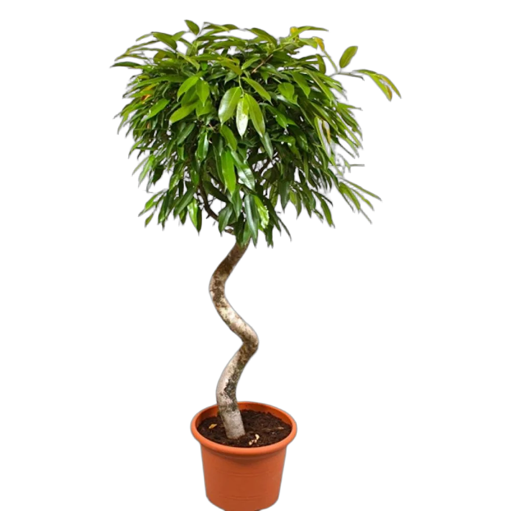 Фикус Биннедика Амстел Кинг спираль - Ficus Amstel King D28 H130
