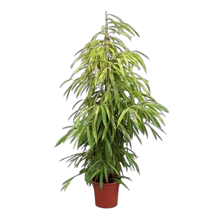 Фикус Биннедика Амстел Кинг куст - Ficus Amstel King D35 H200