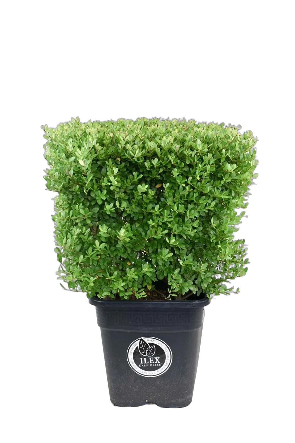 Падуб городчатый - Ilex crenata 'Dark Green' D34 H70