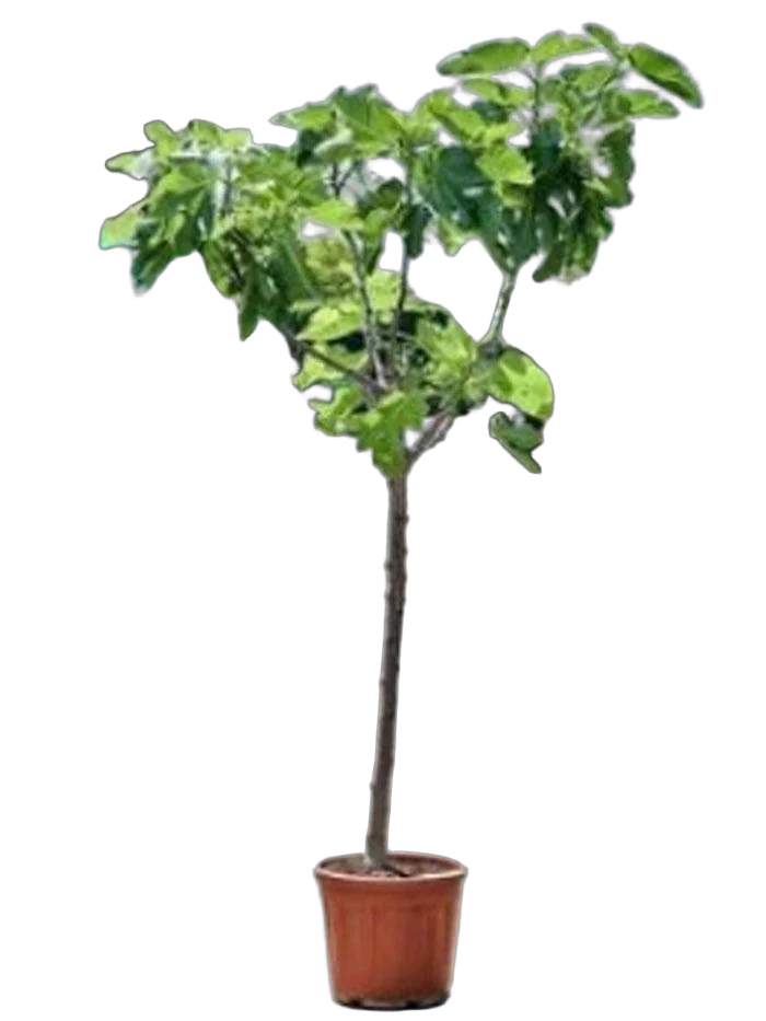 Инжир - Ficus carica D37 H180