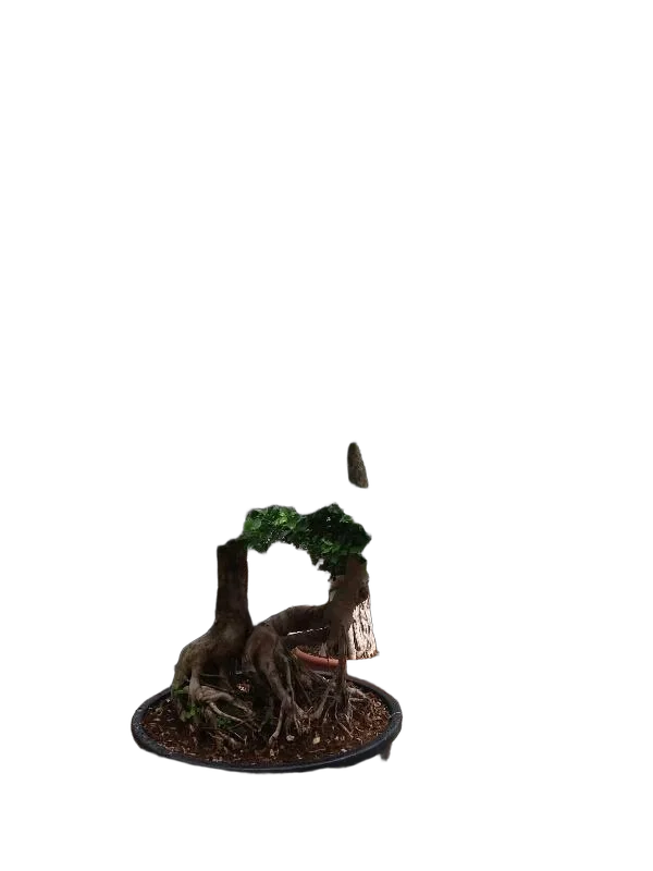 Бонсай фикус Микрокарпа /Фикус Гинсенг (женьшень) -  Bonsai Ficus microcarpa D85 H280