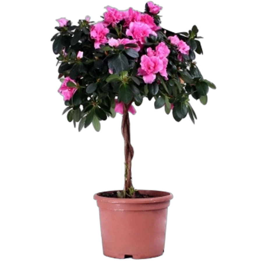 Азалия - Azalea D12 H40