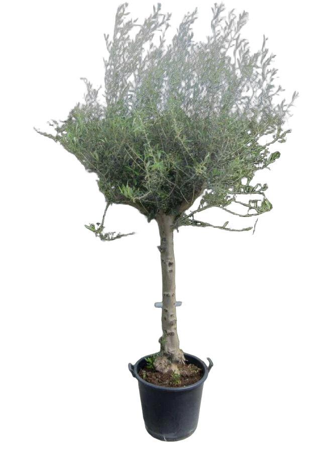 Оливковое дерево, маслина европейская - Olea europaea D60 H250