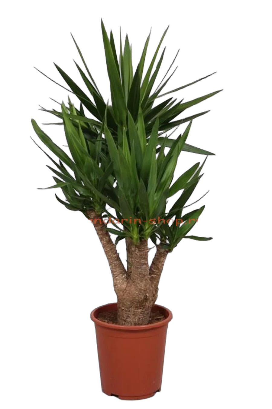 Пальма Юкка слоновая- Yucca elephantipes branched D27 H120