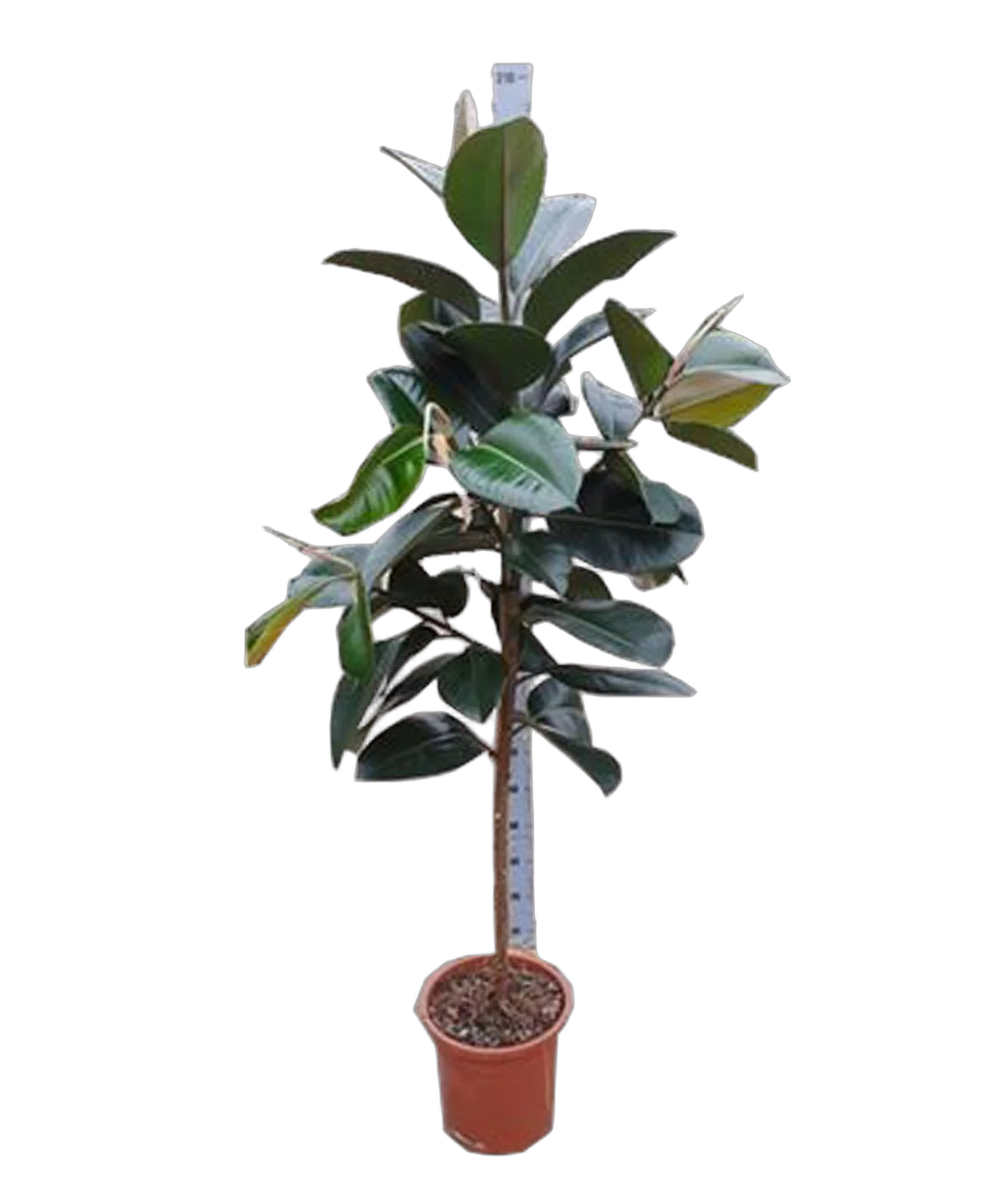 Фикус эластика Робуста - Ficus El Robusta On Stem D30 H180