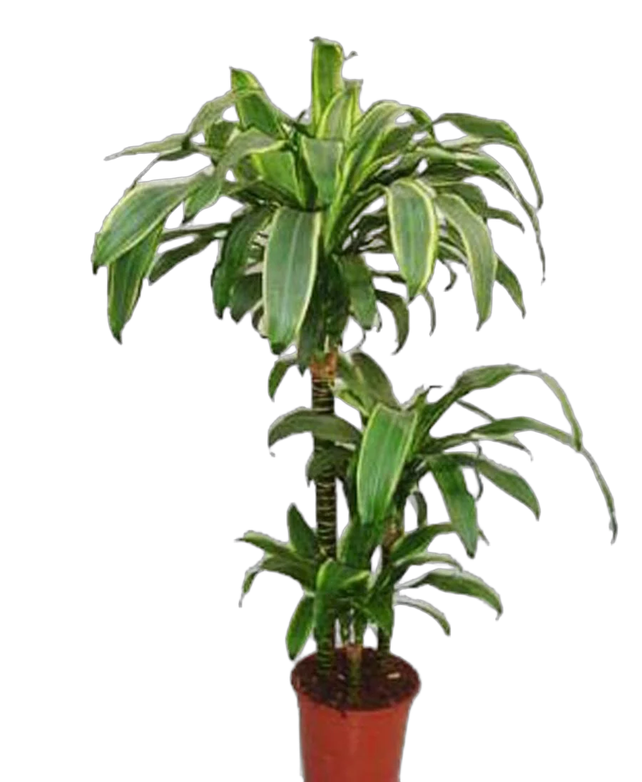 Драцена Фрагранс Санта Роза куст - Dracaena fragrans Santa Rosa D21 H110
