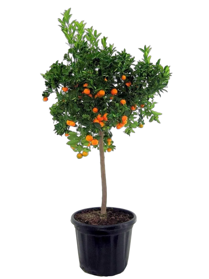 Каламондин- Citrofortunella D46 H160