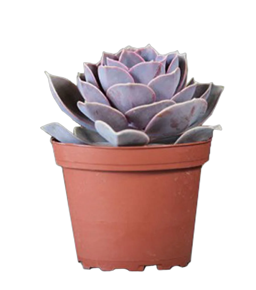 Эхеверия горбатоцветковая жемчужина Нюрнберга - Echeveria Perle von Nurnberg D5 H12