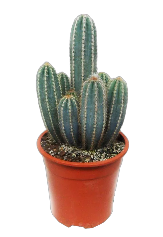 Цереус Лазурный, или азуреоцереус, голубой - Cereus azureus D17 H40