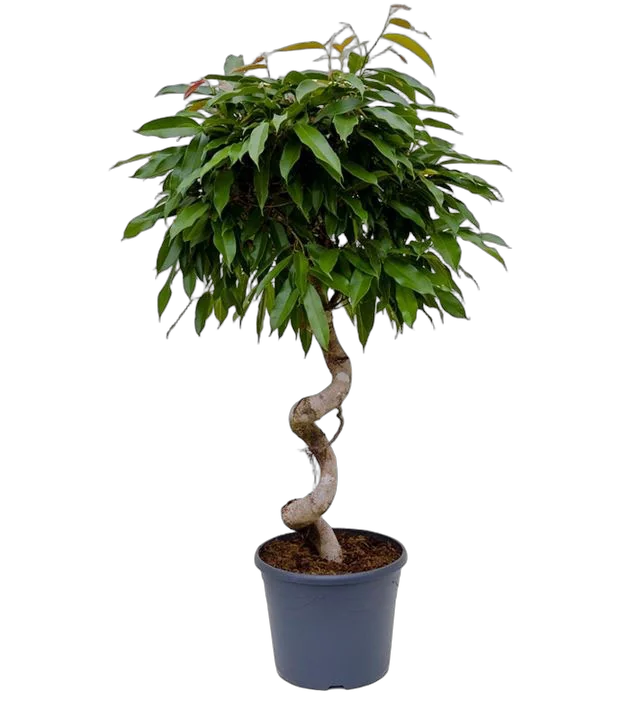 Фикус Биннедика Амстел Кинг спираль - Ficus Amstel King D33 H145